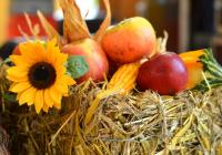 Hody s plody podzimu - Borovany