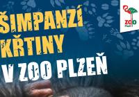 Šimpanzí křtiny v Zoo Plzeň