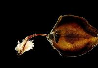 Výstava velkoformátových fotografií Viktora Sýkory odkrývá tajemný mikrosvět semen a plodů