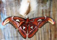 Lehkost motýlích křídel