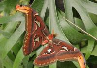 Trojská botanická zahrada chystá již popatnácté výstavu tropických motýlů