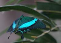 Papilonia - motýlí dům