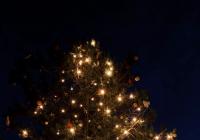 Rozsvícení vánočního stromu v Zoo Praha 