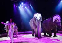Cirkus Humberto v Ostravě uvádí program Bez limitu
