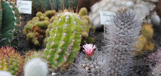 Pichlavá Botanická zahrada aneb Kaktusy a sukulenty, jak je neznáte
