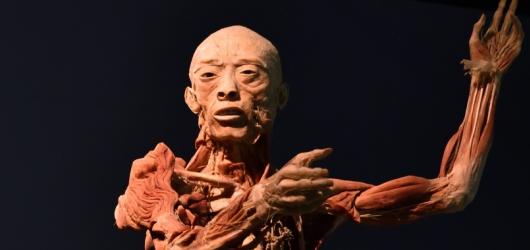 Z masa a kostí. Body The Exhibition ukazuje zázraky lidského těla v úchvatných detailech