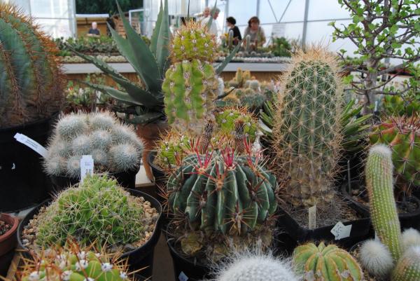 Pichlavá Botanická zahrada aneb Kaktusy a sukulenty, jak je neznáte
