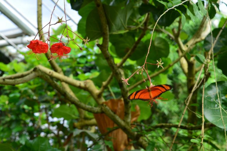 Tropičtí motýli opět poletují v trojské botanické zahradě