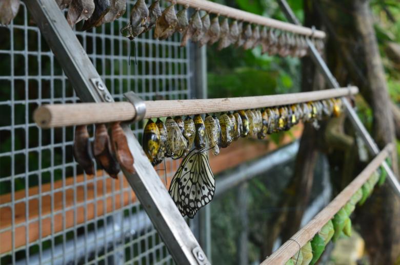 Tropičtí motýli opět poletují v trojské botanické zahradě